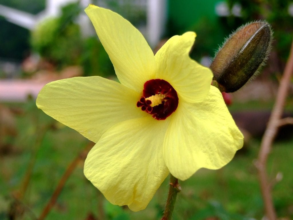 Flor de ocra