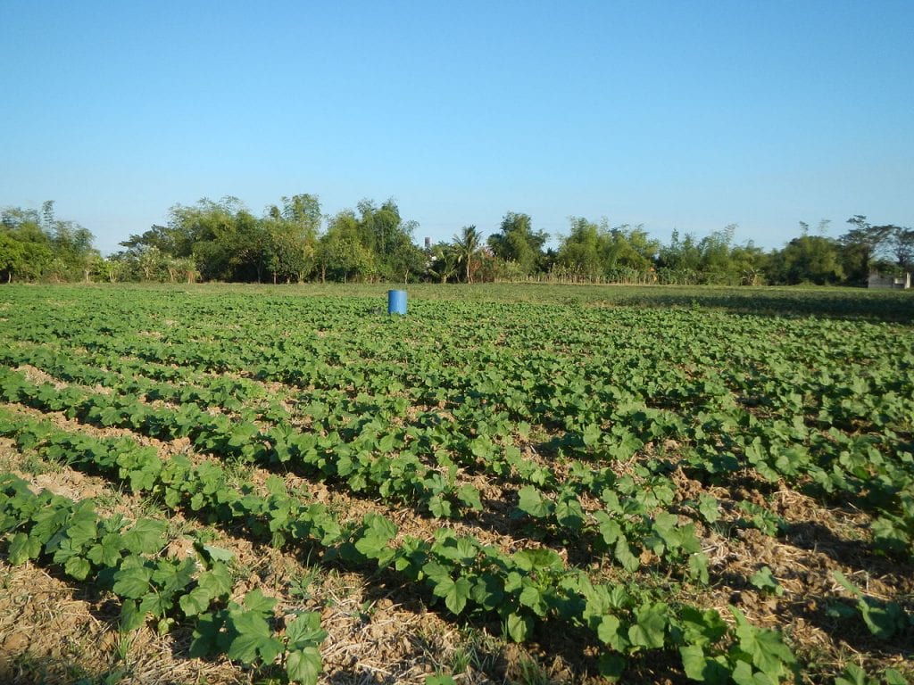 Plantación de ocra 
