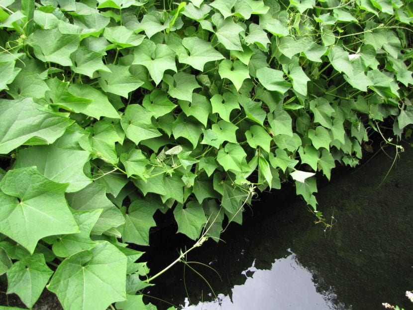 Vista de las plantas Sechium edule
