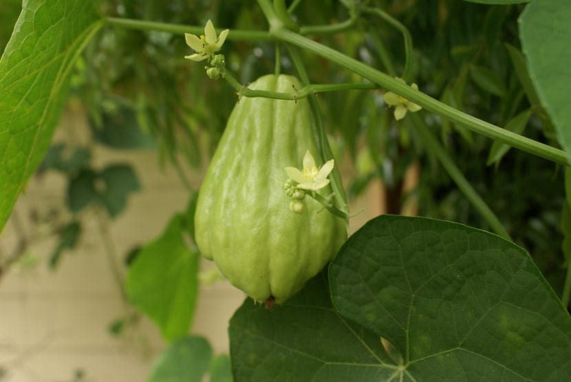 Sechium edule