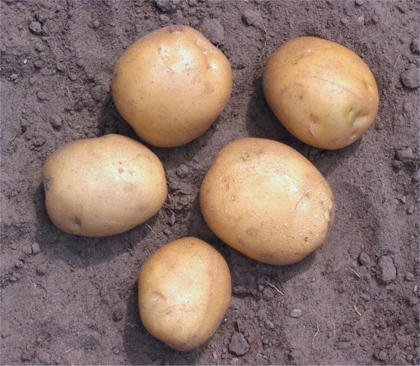 Patatas en tierra