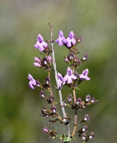 Pebrella