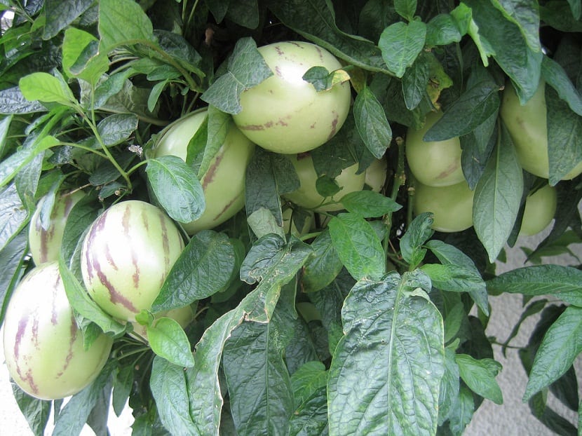 fruta algo rara y poco inusual llamada Solanum muricatum