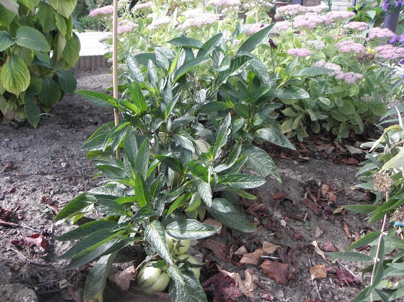 pequeno huerto donse se ve la pera limon acompañada de arbustos con flores