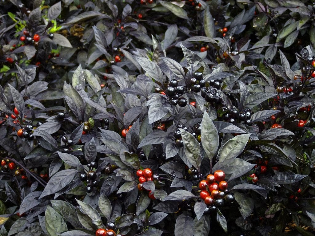 El chile perla negra es ornamental