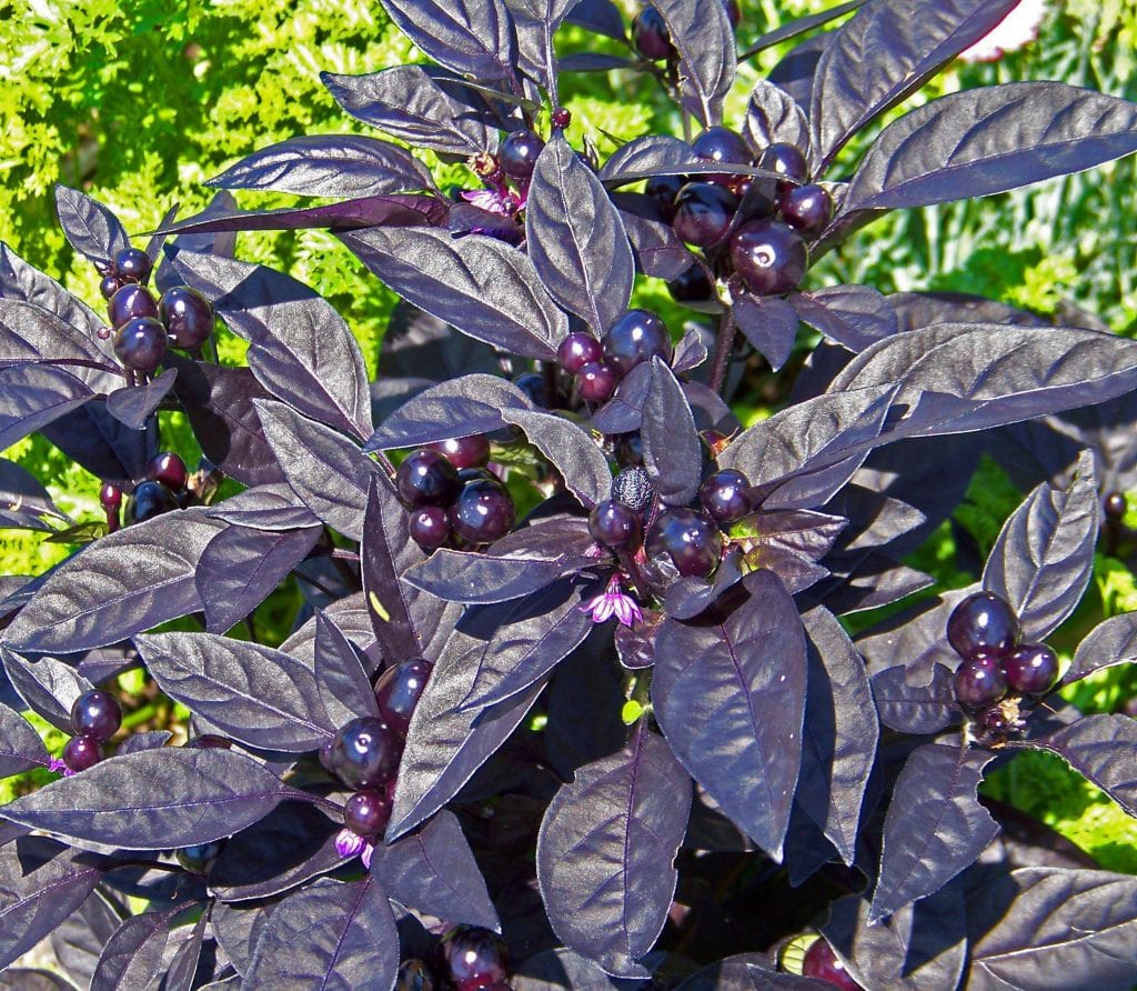 El Perla Negra es un chile ornamental