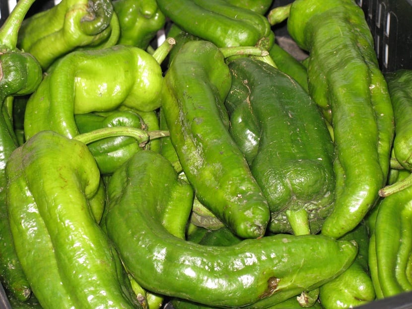 Cultivo del pimiento italiano