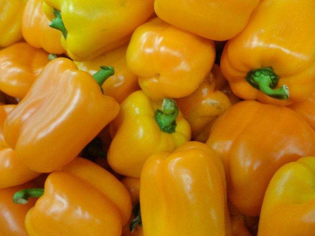 Capsicum annuum