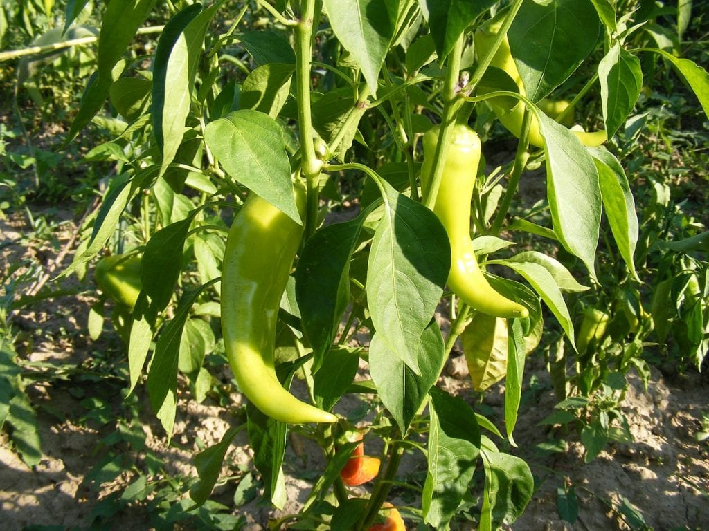 Planta de pimientos