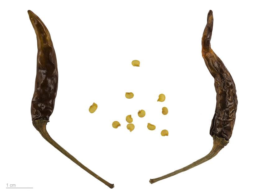 Semillas de pimientos