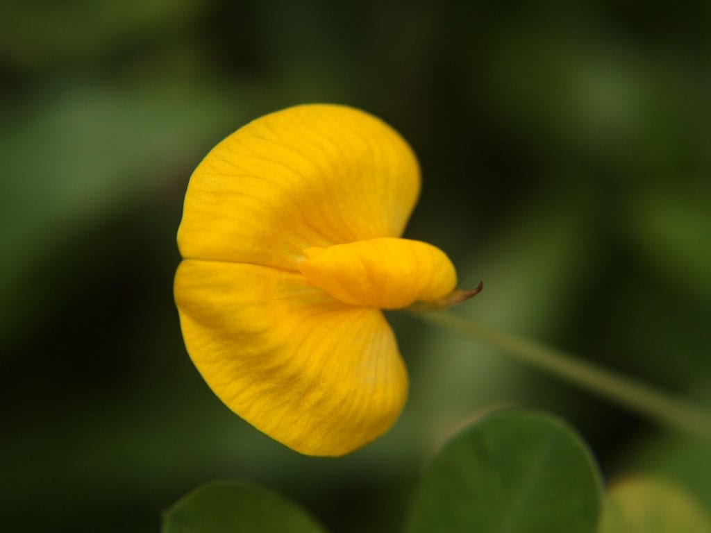 Flor de Arachis