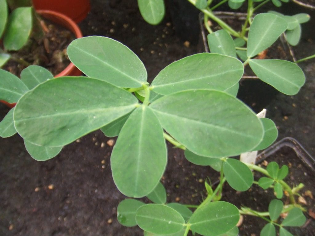 Hojas de Arachis hypogaea