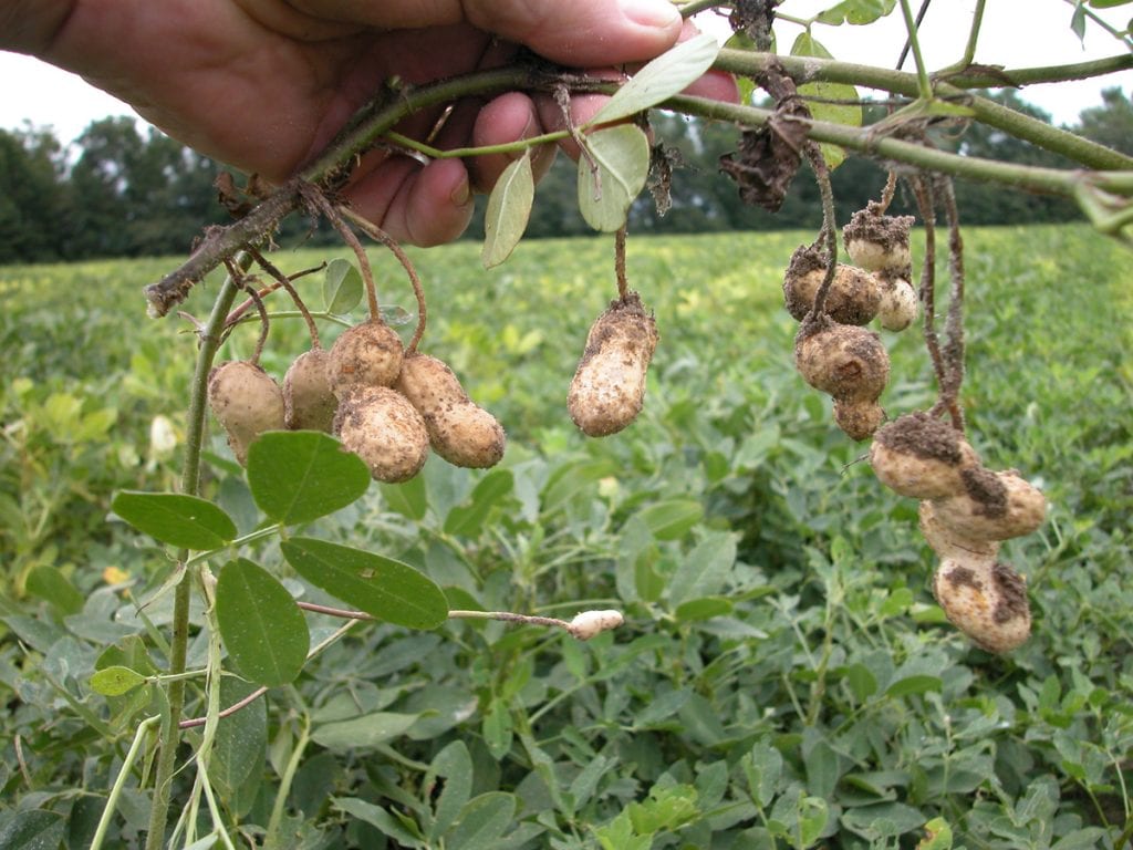 planta-del-cacahuete