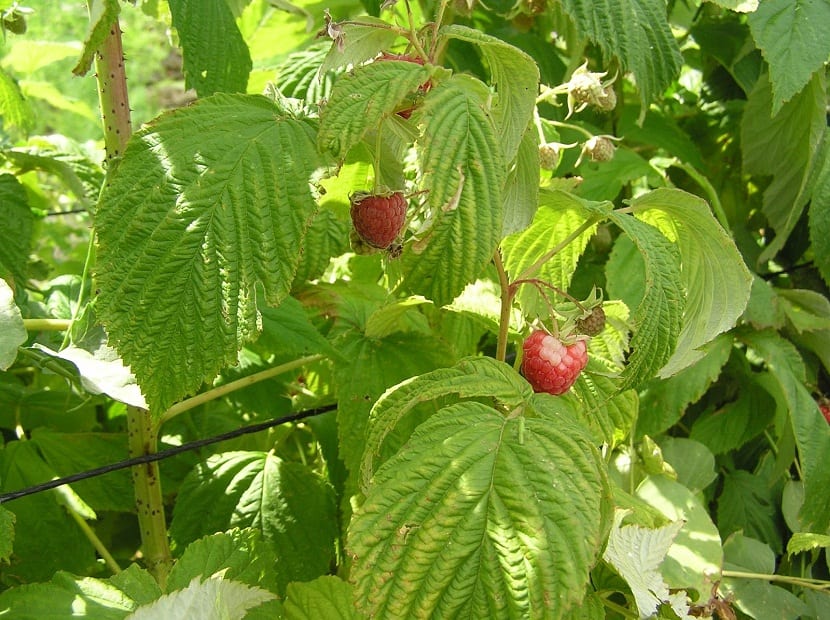 cuidados de las frambuesas