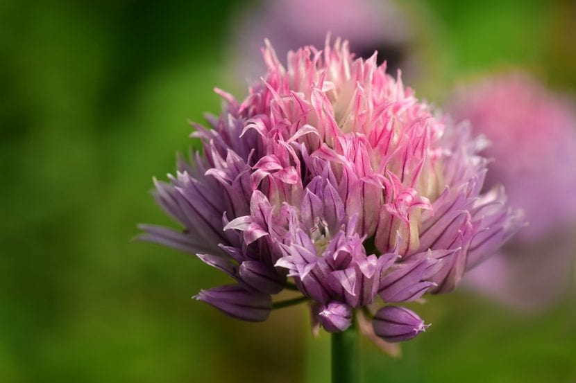 La flor del cebollino es rosa