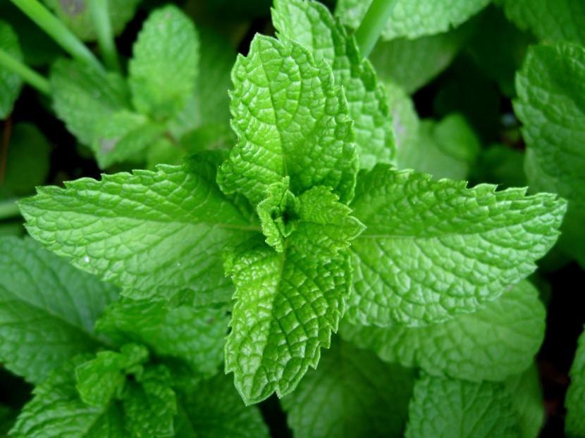Hojas de la planta hierbabuena