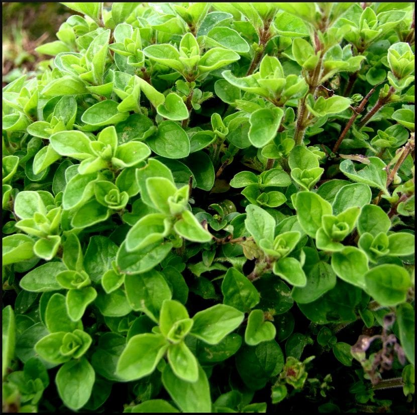 Mejorana, una planta aromática de fácil cultivo