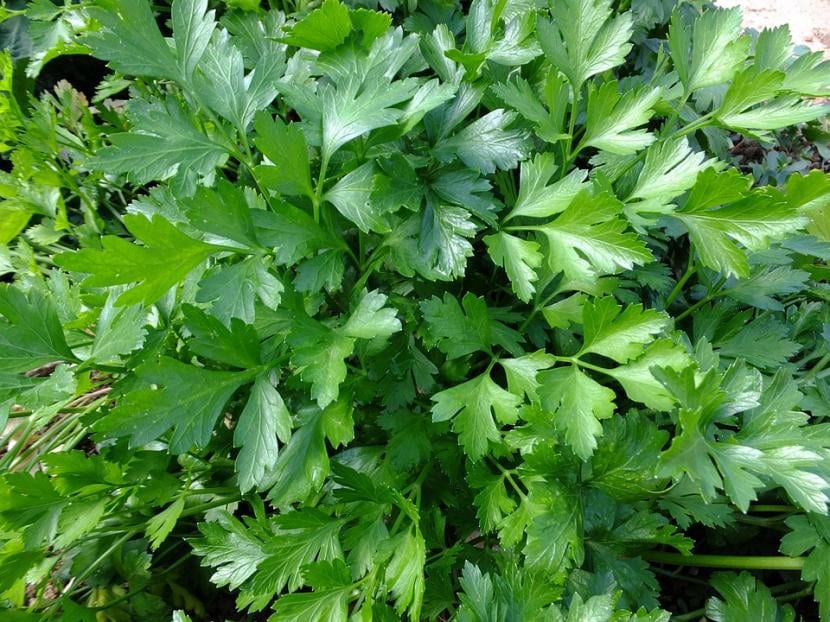 Perejil, una planta aromática