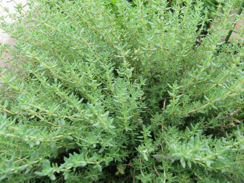 El tomillo es una planta mediterránea