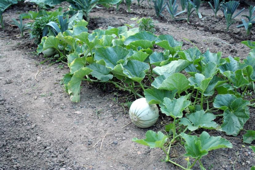 Poda del melón: cuándo pinzar y cuántos frutos dejar