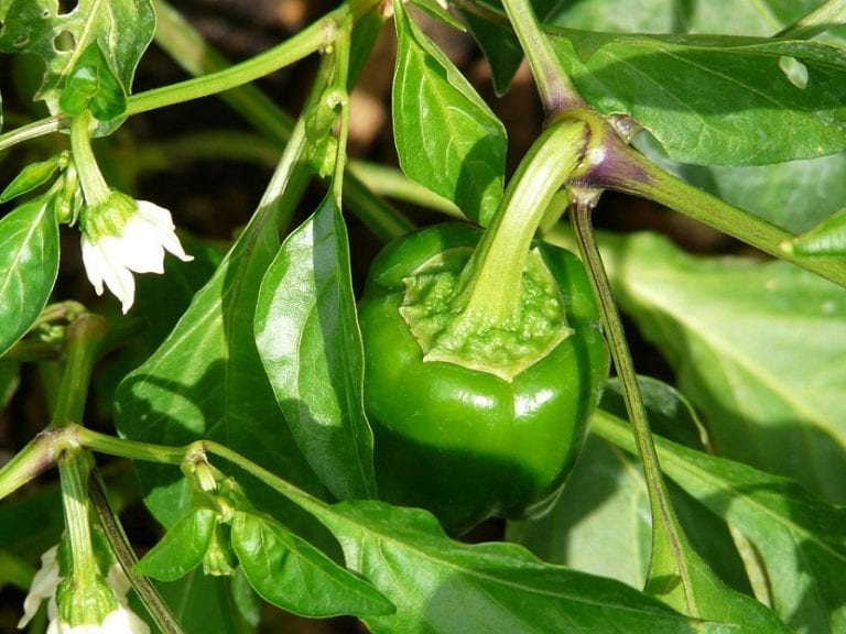 Planta de pimiento con frutos en el huerto