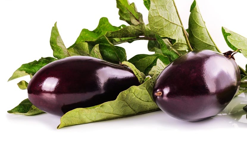 cultivo berenjenas
