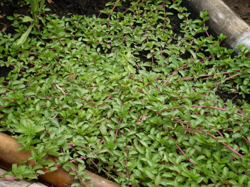Poleo: cultivo, cosecha y usos de Mentha pulegium