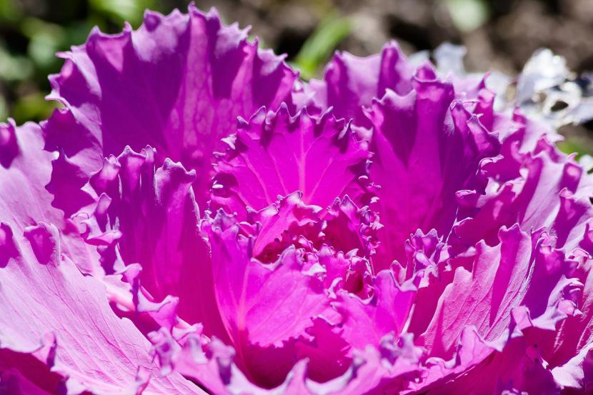 Brassica oleracea
