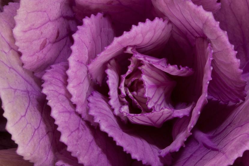 Col ornamental