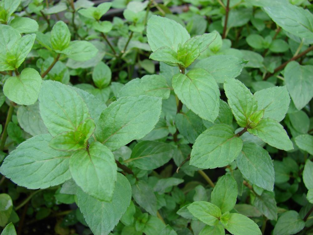 Por qué plantar menta en el huerto y cómo contenerla