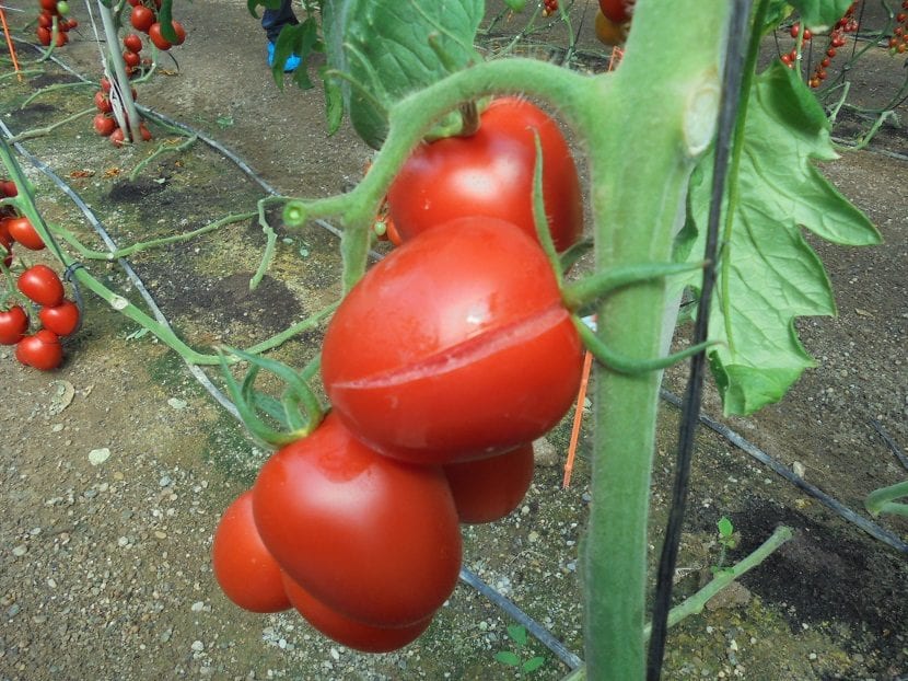 Rajada de tomate