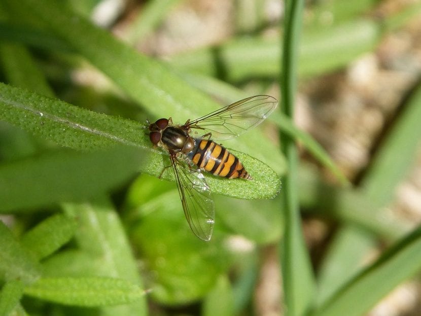 Sírfido en una planta