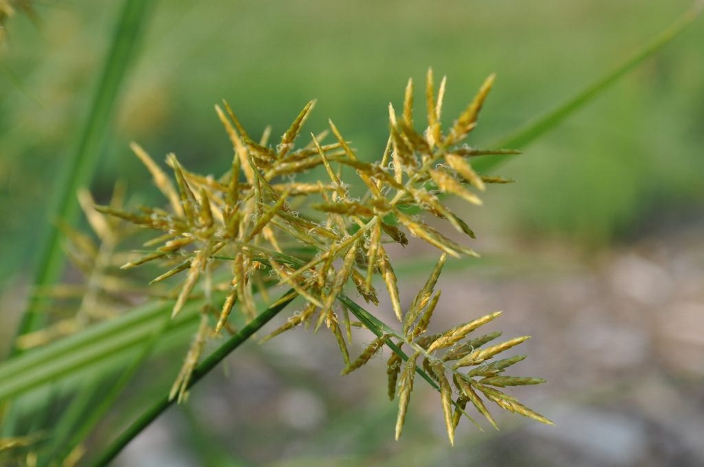 Cyperus esculentus