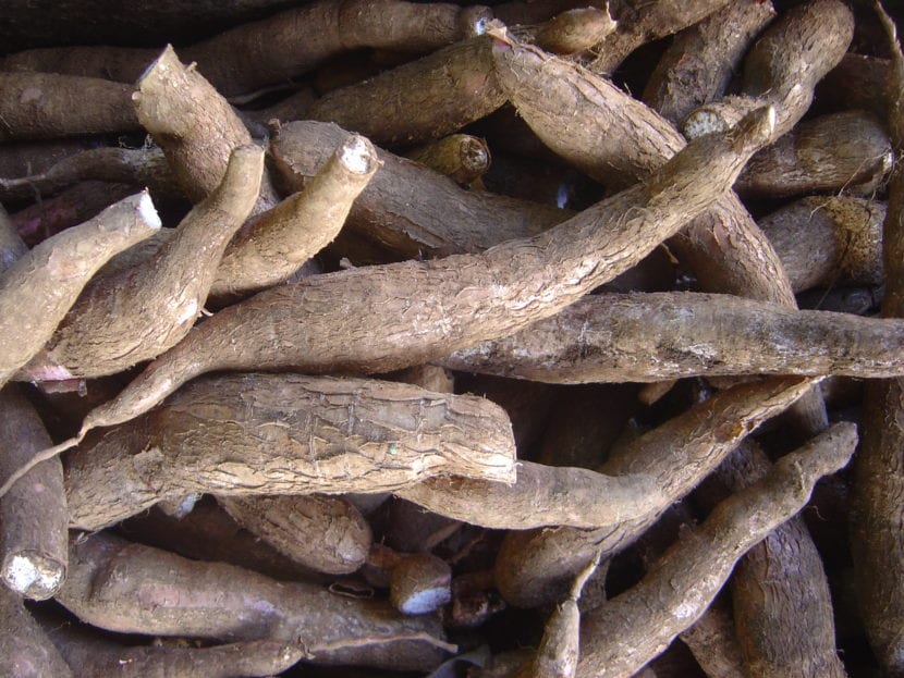 Planta de Manihot esculenta, la yuca comestible