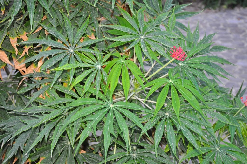 Planta de Manihot esculenta