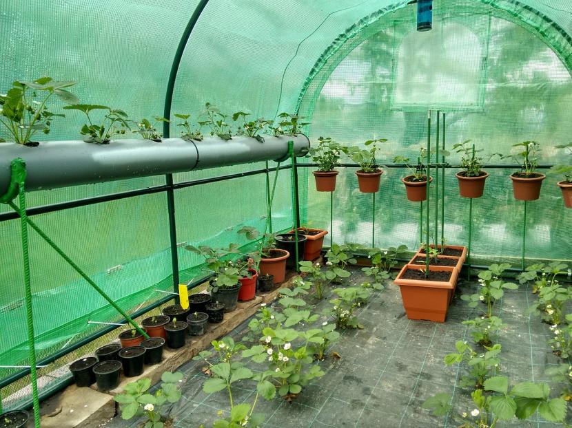 Invernadero para hortícolas