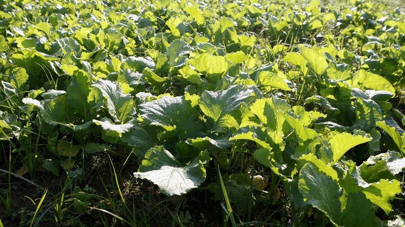 grandes hojas verdes en huerta llamados grelos