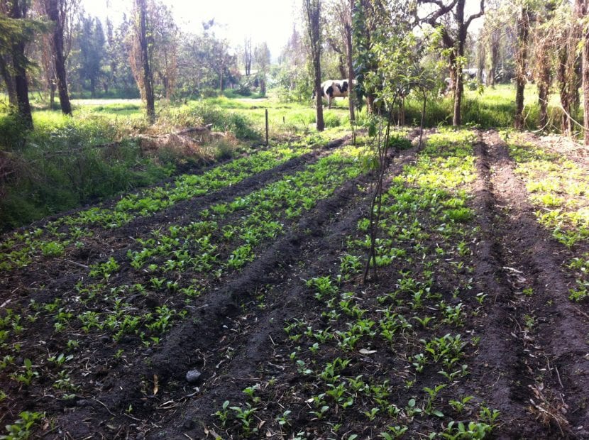 El rábano se puede cultivar en maceta o en el huerto