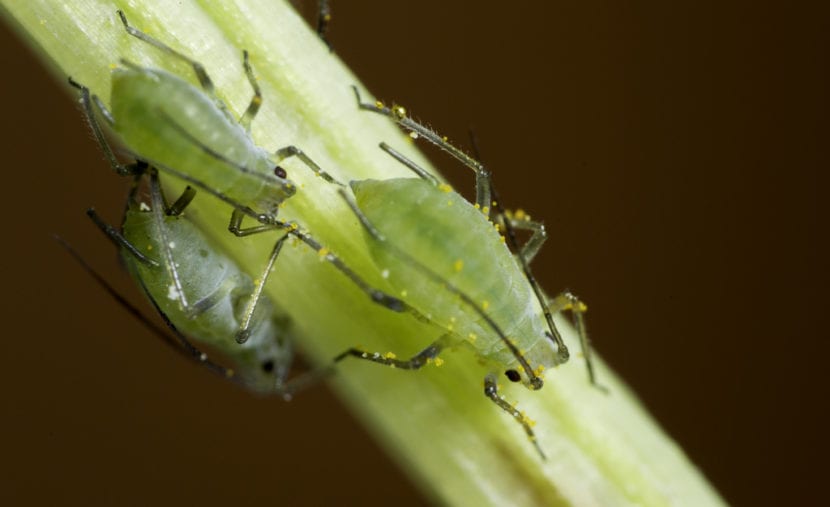 Pulgones verdes, unas de las plagas que puede tener las plantas