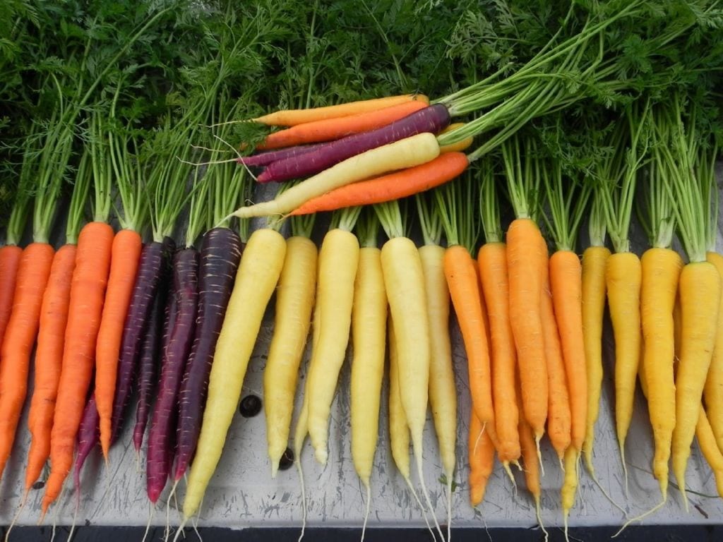 las zanahorias son conocidas en todo el mundo