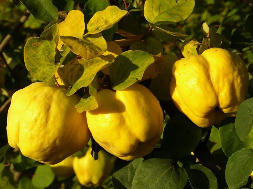 membrillo