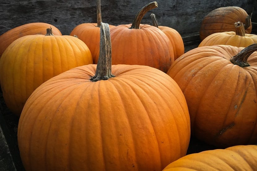 pasos para cultivar calabazas