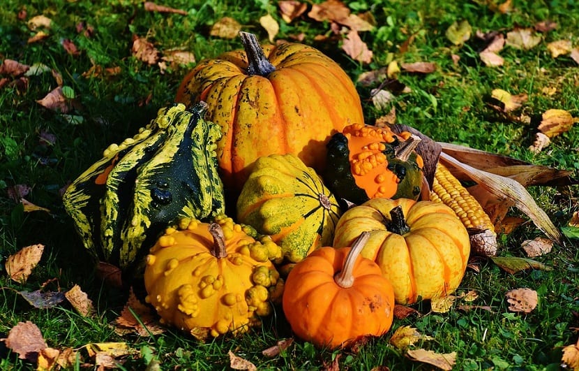 diferente tipos de calabazas