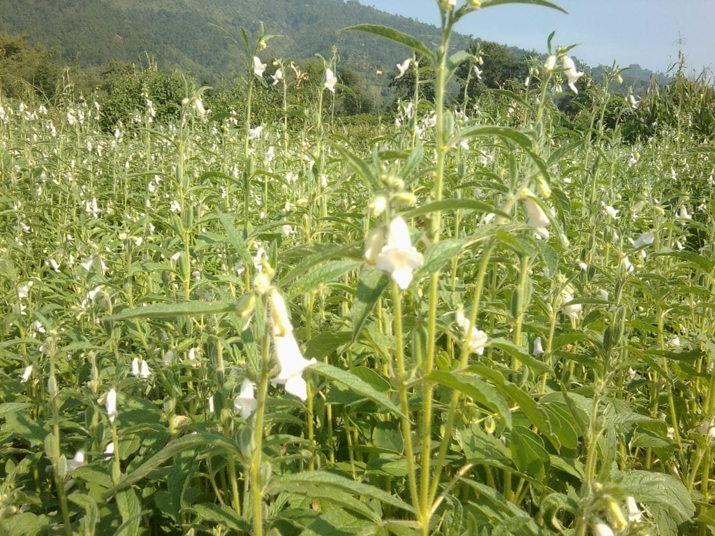 Planta de sésamo