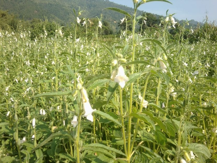 Planta de Sesamum indicum en floración