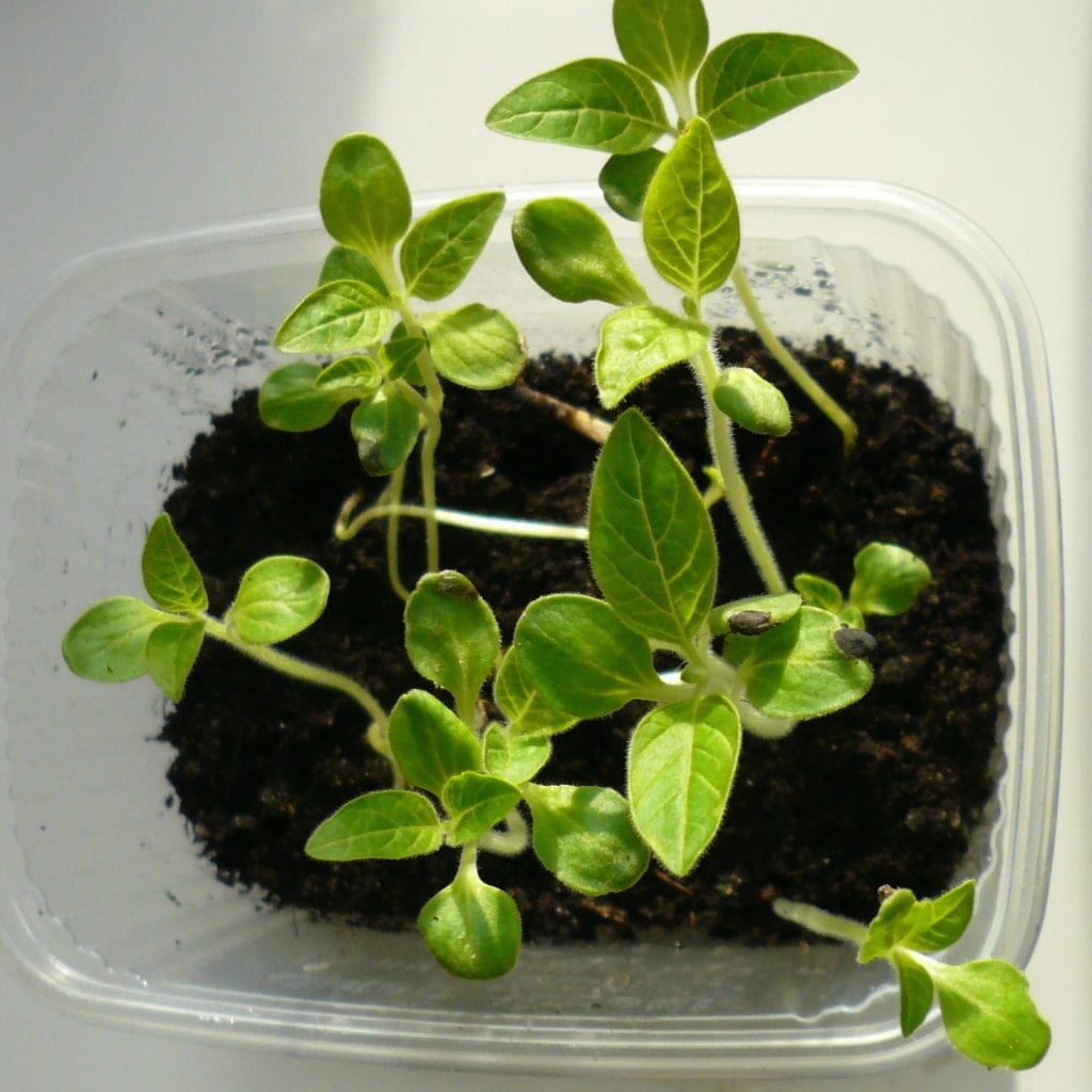 Planta de Sesamum indicum