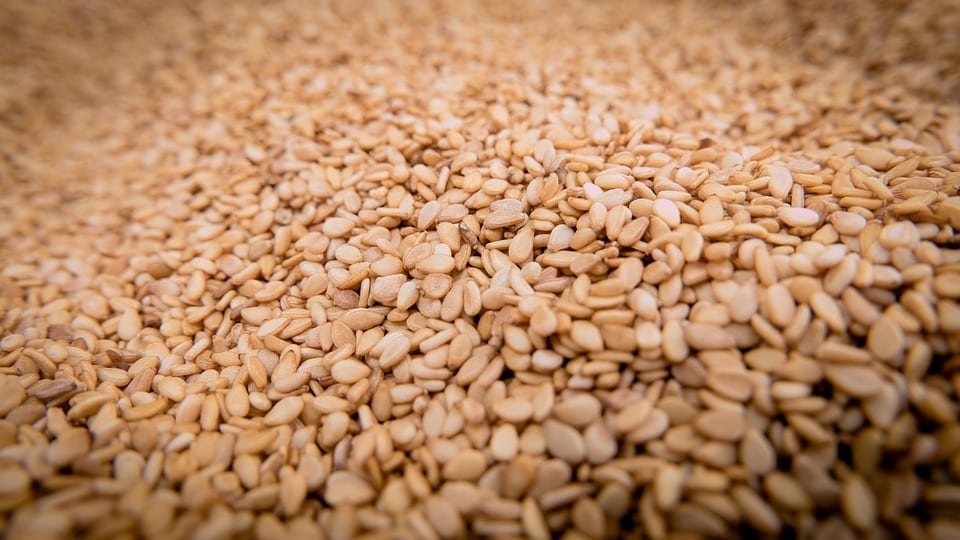 Cultivo del sésamo: siembra, riego y cosecha del ajonjolí