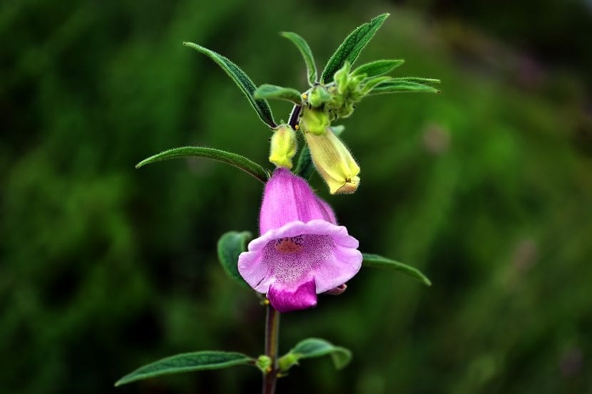 Flor acampanada de sésamo, Sesamum indicum