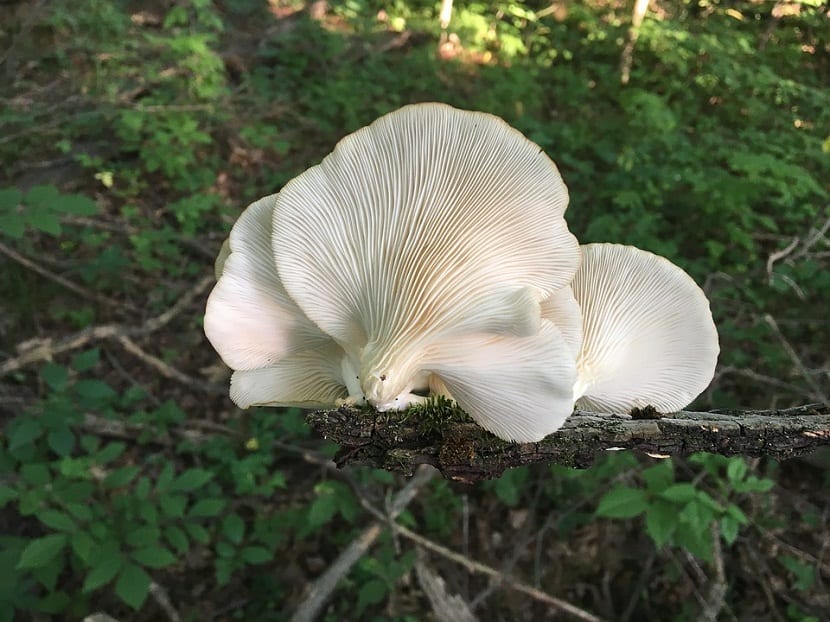 Seta de cardo: cómo cultivar Pleurotus eryngii en casa