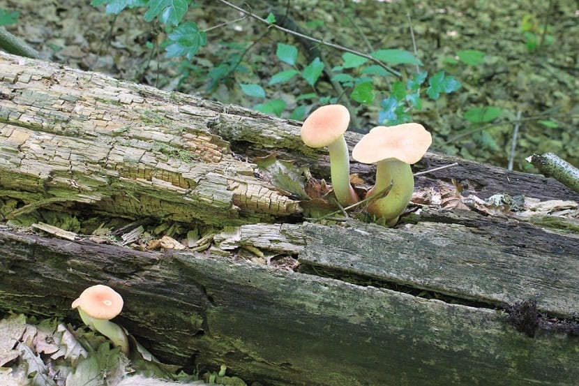 Caracteristicas del Pleurotus eryngii